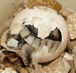 Marginated Tortoise (Testudo marginata)hatching from egg.